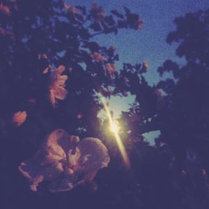 44812365_10217787440782721_2174872529892540416_o